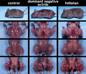 folistatina-imagen